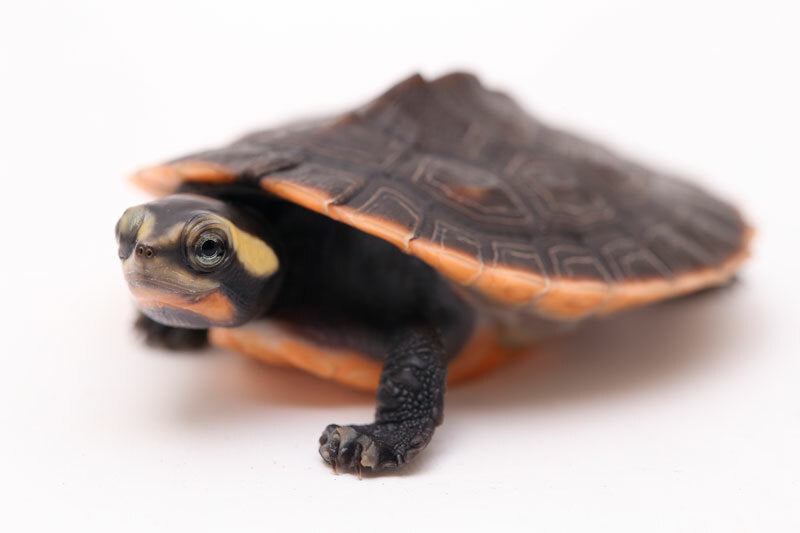 Pink Bellied Side-necked Turtle Caresheet