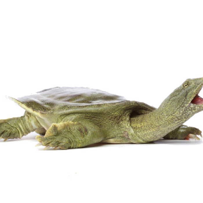 Chinese Softshell Turtle Caresheet