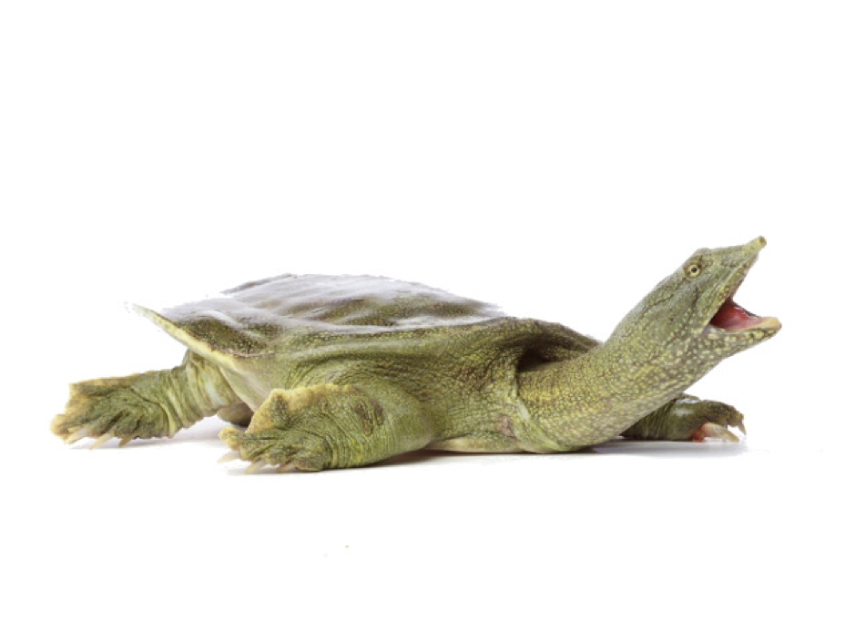 Chinese Softshell Turtle Caresheet