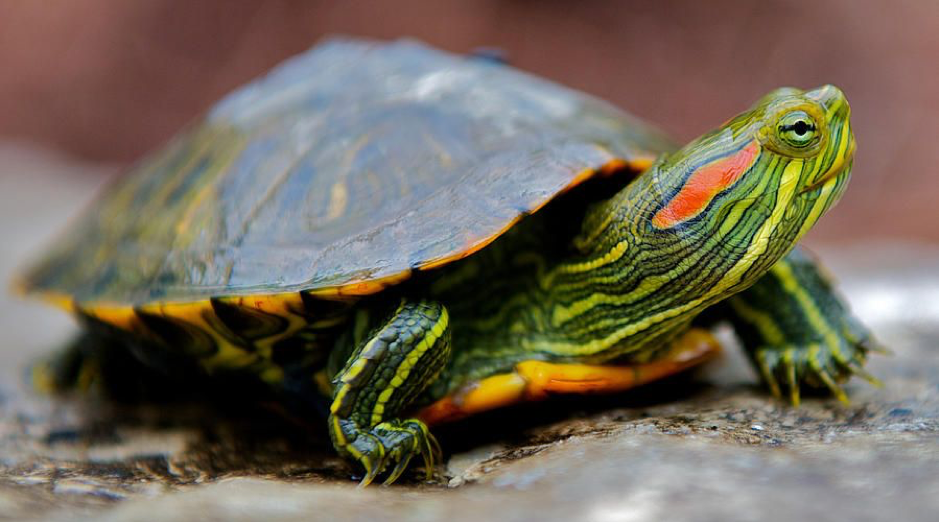 Turtle Shell Rot And Shell Problems - Reptiles Magazine