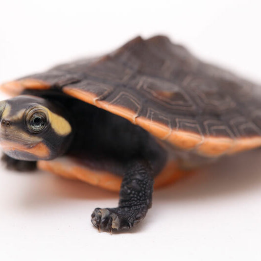 Pink Bellied Side-necked Turtle Caresheet