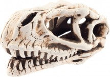 Aqua Nova Dinosaur skull